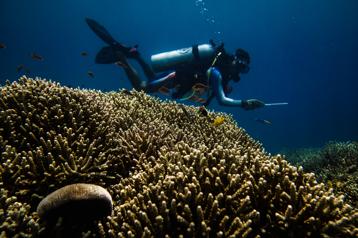 Keindahan bawah laut Tahuna di Kepulauan Sangihe