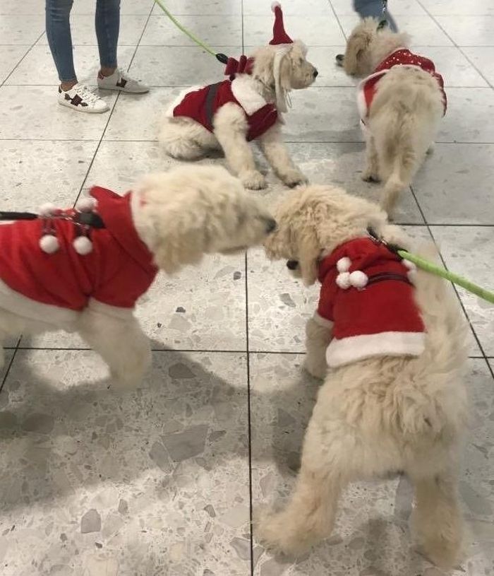 Foto Viral! Anjing-Anjing Menggemaskan Ramaikan Bandara di Irlandia