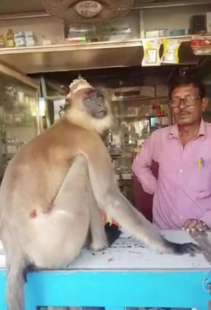 Monyet berlumuran darah pergi ke apotek