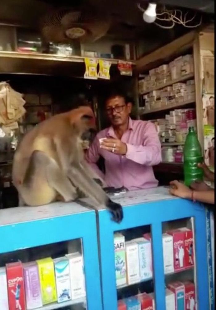 Monyet berlumuran darah pergi ke apotek