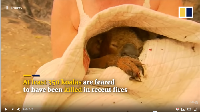 Koala korban kebakaran hutan