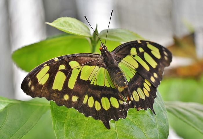 Ilustrasi kupu-kupu besar