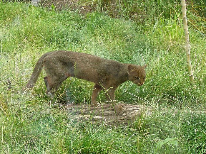 Hewan yang Dikira Kucing Terlantar Ini Rupanya Anak Puma Jaguarundi! - Bobo