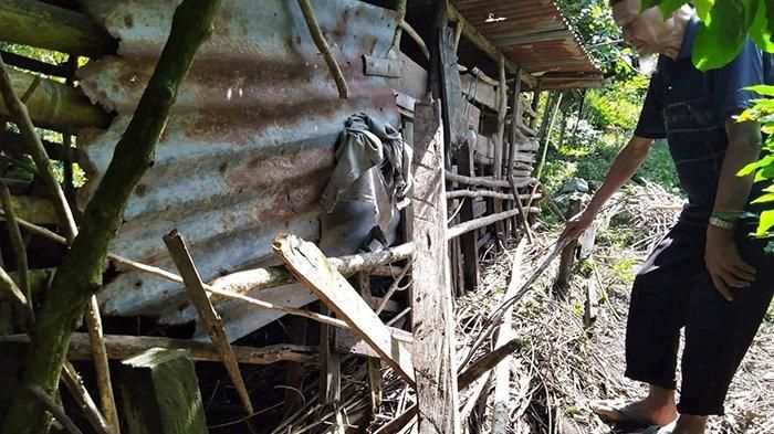 Kondisi kandang kambing Joko yang diserang beruang madu