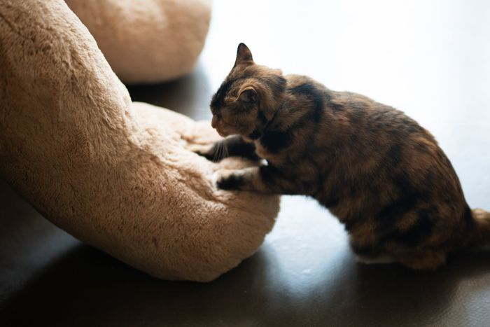 7 Tanda Kucing Suka dan Senang Berada di Dekat Kita, Apa Kucingmu