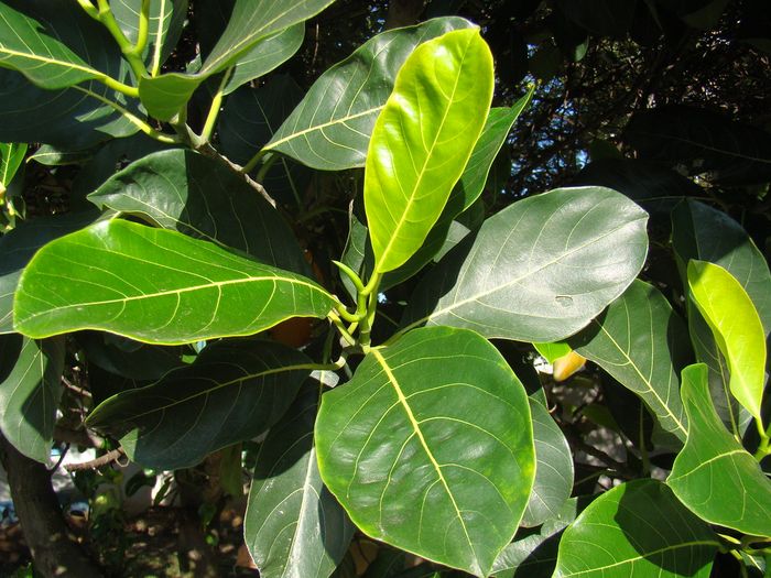 Tidak Hanya Buahnya Bagian Terlupakan dari Pohon Nangka  