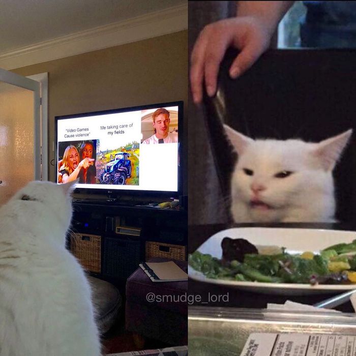 Sering Dijadikan Meme ‘Woman Yelling at A Cat’, Kucing Bernama Smudge