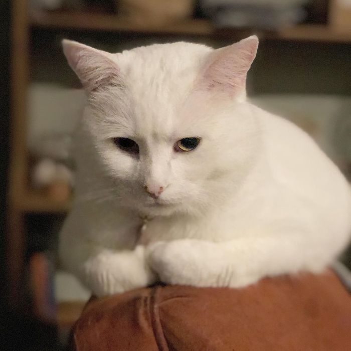Sering Dijadikan Meme ‘Woman Yelling at A Cat’, Kucing Bernama Smudge