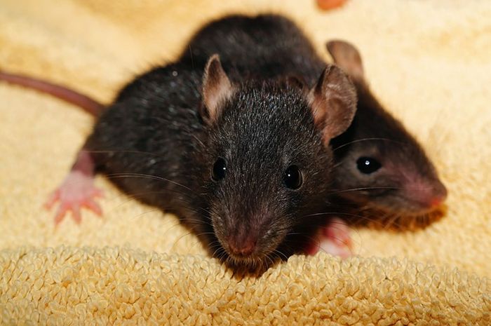 Ilustrasi tikus hitam