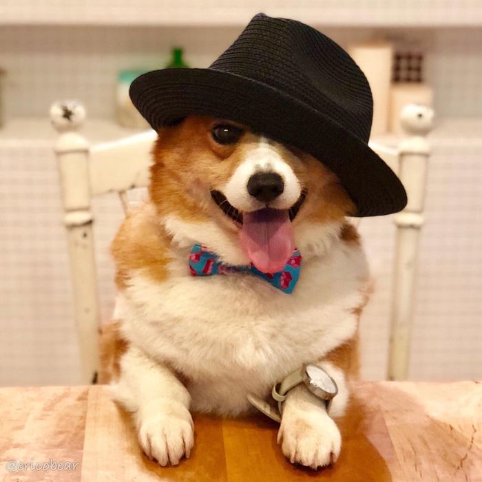 Selebgram Corgi Terlucu Di Dunia Ini 7 Fotonya Yang Gemes Abis