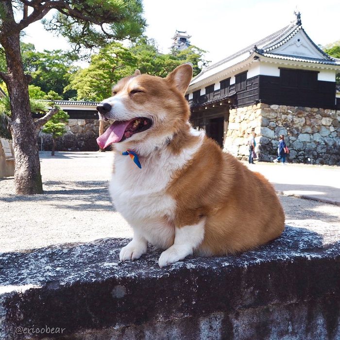 Selebgram Corgi Terlucu Di Dunia Ini 7 Fotonya Yang Gemes Abis