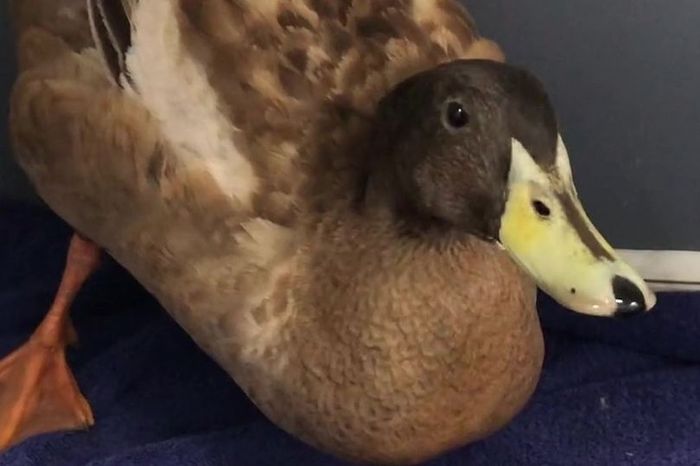 Bebek bernama Dave yang terlalu sering kawin.