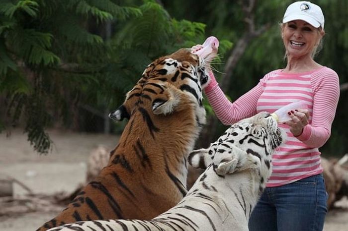 Wanita ini diserang oleh harimau-harimaunya sendiri