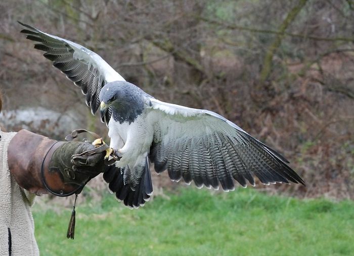 23 Mimpi menangkap burung elang togel