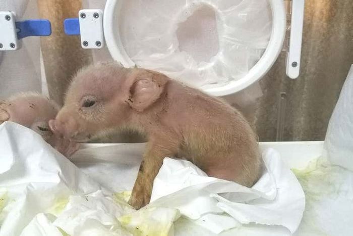 Seperti inilah penampakan makhluk campuran babi dan monyet pertama di dunia.