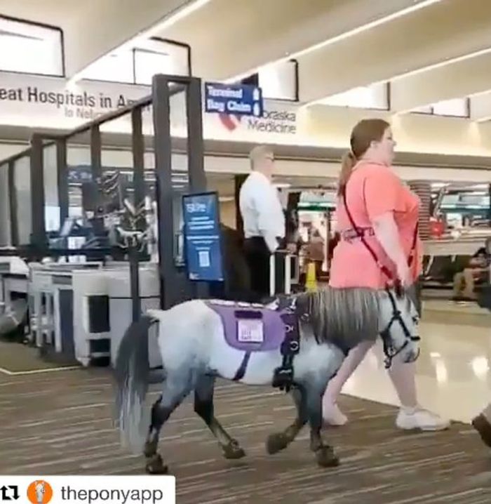 Kuda yang Masuk Pesawat Terlihat di Bandara