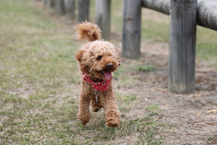 Anjing Pudel Terbagi dalam Tiga Jenis Ukuran Cari Tahu Anjing Pudel Terbagi dalam Tiga Jenis Ukuran Cari Tahu