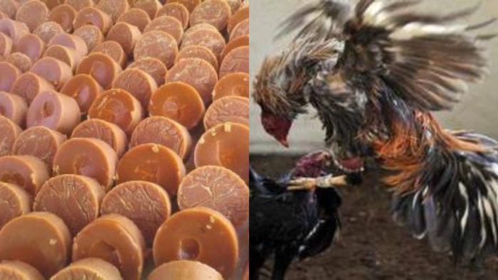 Kumpulan Gambar Kolase Ayam Jago Gratis Terbaru