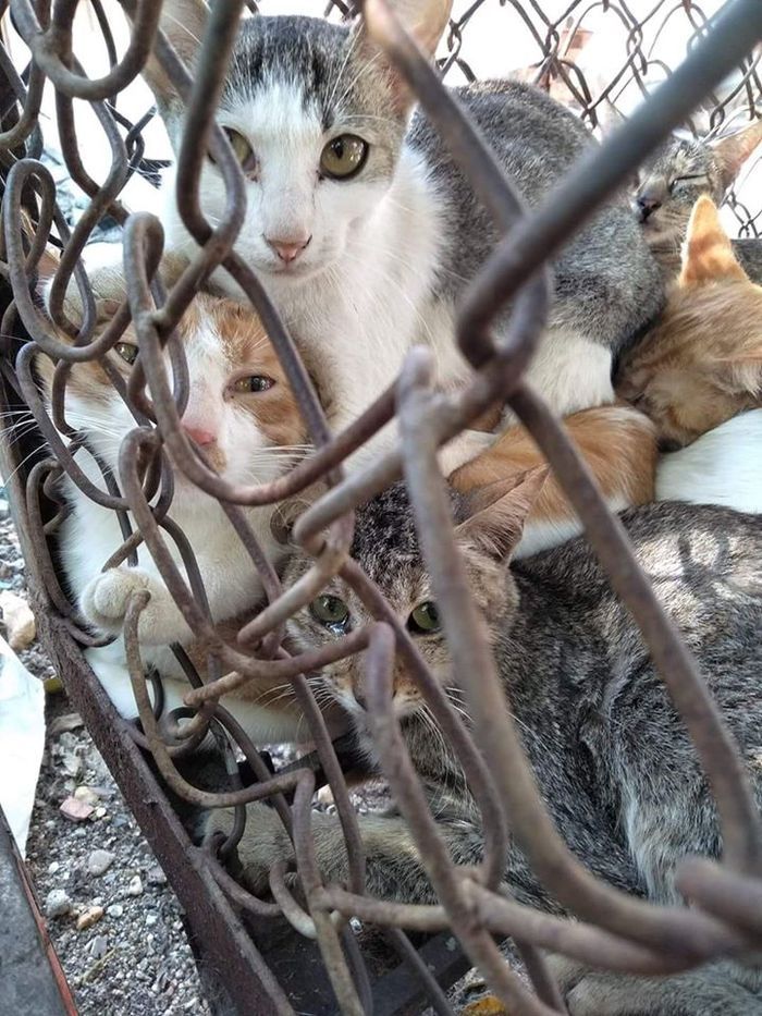 Tukang daging di China Dituduh Merebus Kucing Hidup-hidup 