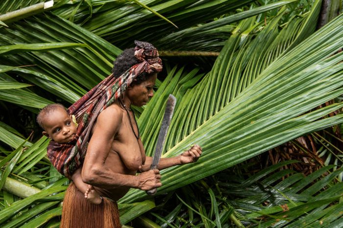 Suku Korowai masih mengandalkan alam hutan Papua untuk menopang hidup mereka