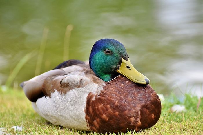 Tafsir Mimpi Melihat Bebek Benarkah Ini Malah Sebuah Pertanda Baik Semua Halaman Suar Tafsir Mimpi Melihat Bebek Benarkah Ini Malah Sebuah Pertanda Baik Semua Halaman Suar