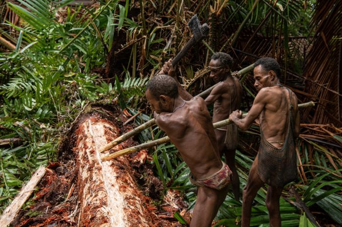 Potret suku Korowai mencari makan dan mencari bahan untuk rumah mereka