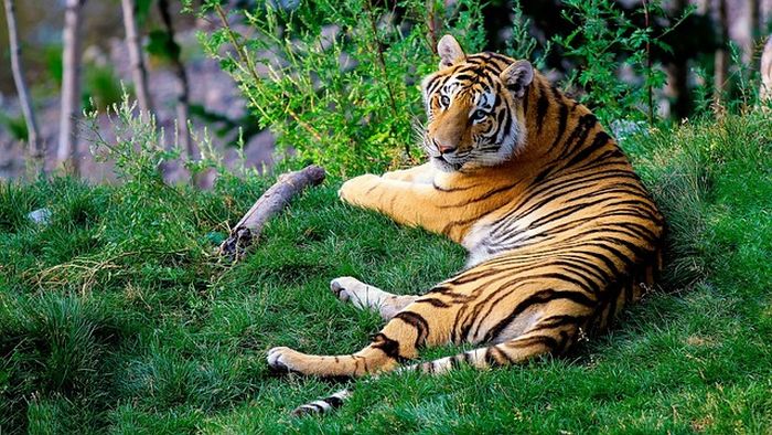Mimpi dikejar harimau tapi selamat