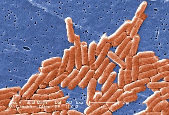 Bakteri Salmonella