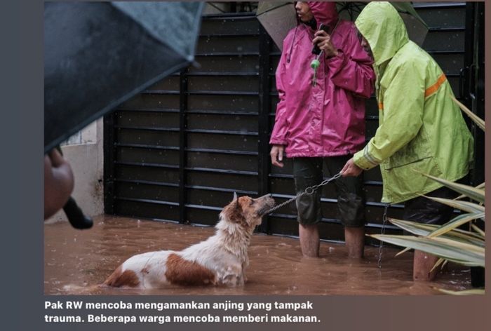 Penyelamatan anjing