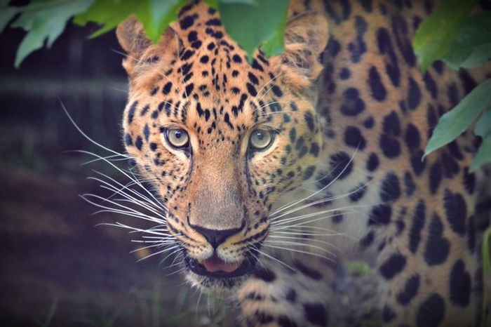 Ilustrasi macan tutul