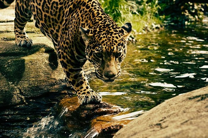 Tafsir Mimpi Melihat Macan Tutul, Pertanda Apakah ini ...