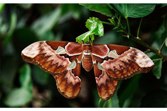 Bolehkah Katak Anjing Dan Kera Menghina Kura Kura Mengapa Jawaban Soal Belajar Menyimak Di Tvri Jumat 15 Mei 2020 Semua Halaman Fotokita