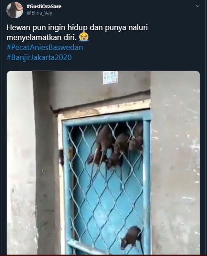 Tikus dan Kecoa juga terkena dampak banjir Jakarta.