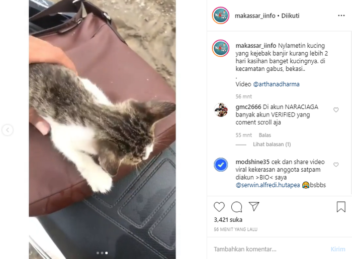 Aksi Heroik Seorang Pemuda Selamatkan Seekor Kucing Yang Sudah 2 Hari Terjebak Banjir Netizen Udah Ganteng Penyayang Kucing Lagi