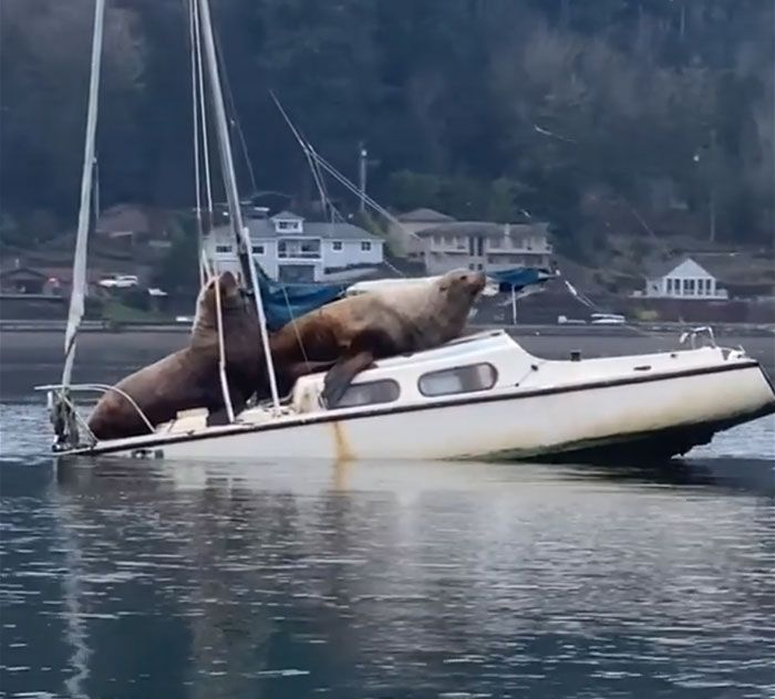 Penampakan dua singa laut raksasa yang menaiki kapal di teluk Eld, Washington, Amerika Serikat