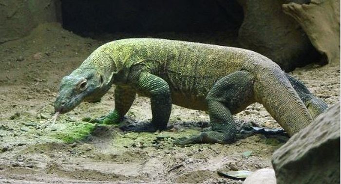 Ilustrasi komodo