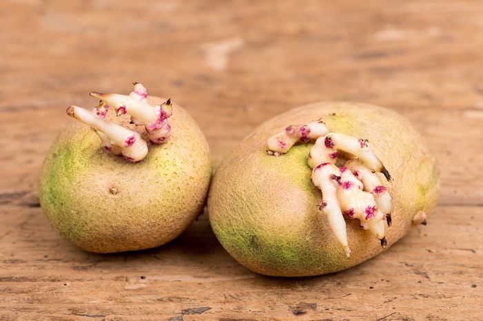 kentang berjamur yang sudah tidak layak lagi dimakan