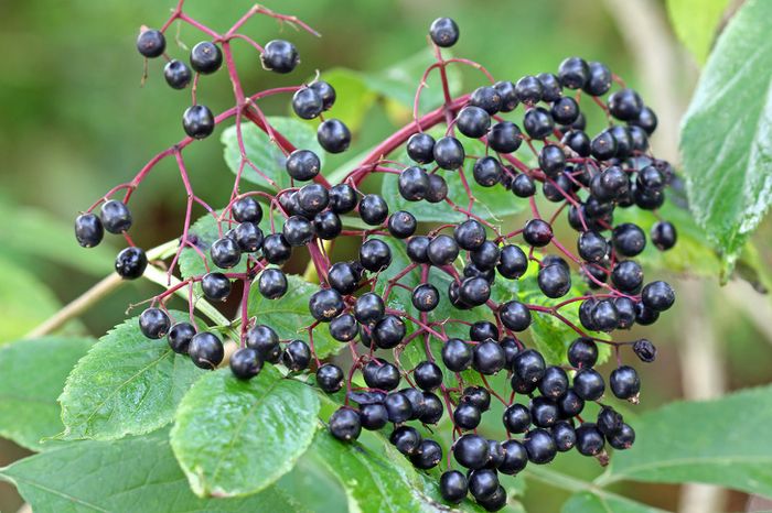 elderberry akan <a href='https://pontianak.tribunnews.com/tag/berbahaya' title='berbahaya'>berbahaya</a> jika tidak diolah dengan benar
