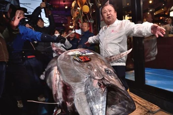 Ikan tuna ini dijual setara harga mobil Rolls Royce limited edition.