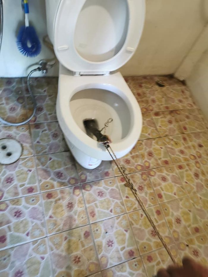 Kobra Besar Bersembunyi di Toilet