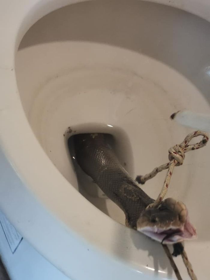 Kobra Besar Bersembunyi di Toilet