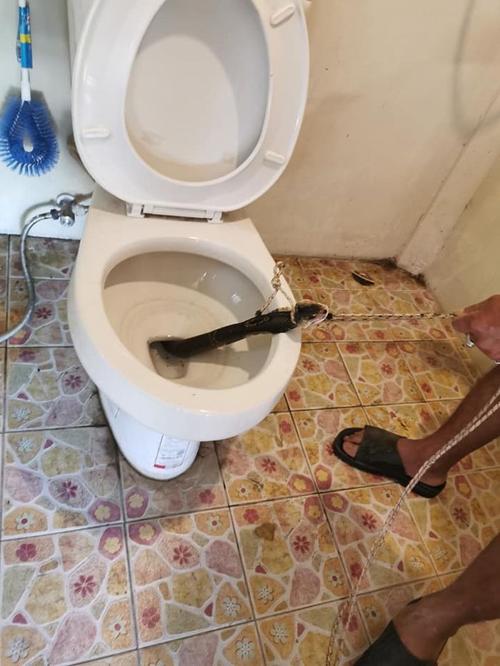 Kobra Besar Bersembunyi di Toilet