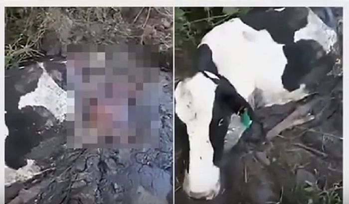 Sapi hamil sementara kaki dan bagian belakang tubuhnya terpotong
