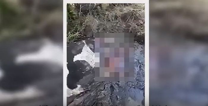 Sapi hamil sementara kaki dan bagian belakang tubuhnya terpotong