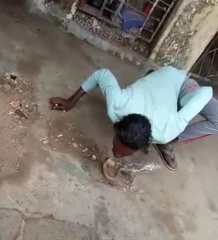 Detik=detik seorang pria pawang ular dipatuk ular kobra