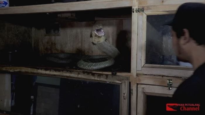 Panji Petualang hampir diterkam Garaga, si ular King Cobra peliharaannya sendiri