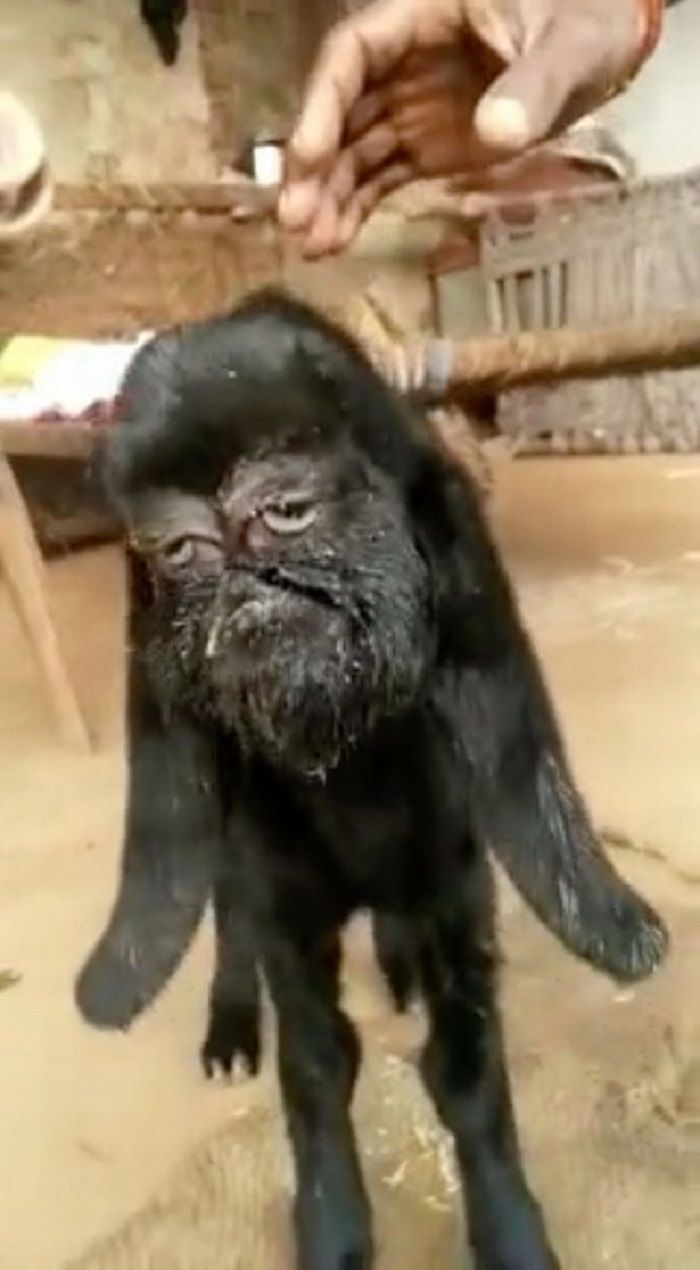 Kambing mutan berwajah manusia