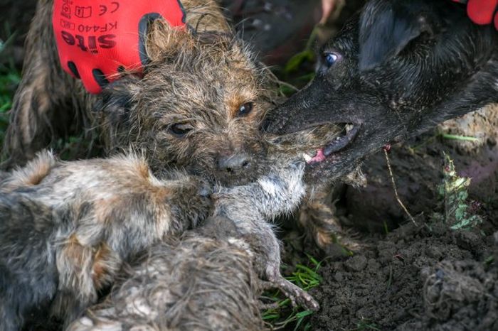 Anjing Anjing Ini Disuruh Bekerja Seharian Mengatasi Terror Hama