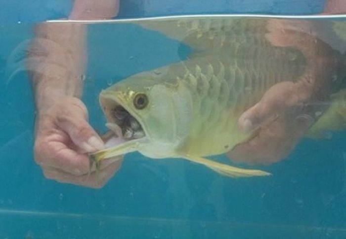 Benda aneh dalam mulut ikan arwana