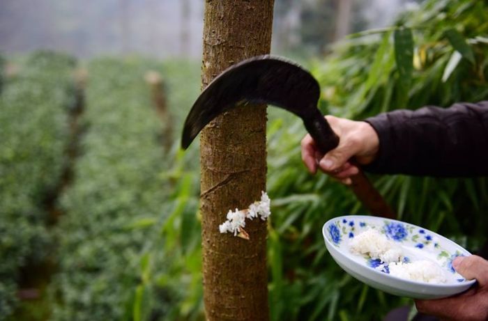 Pohon yang diberi makan nasi di China.
